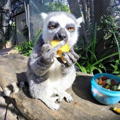 Owl Vision