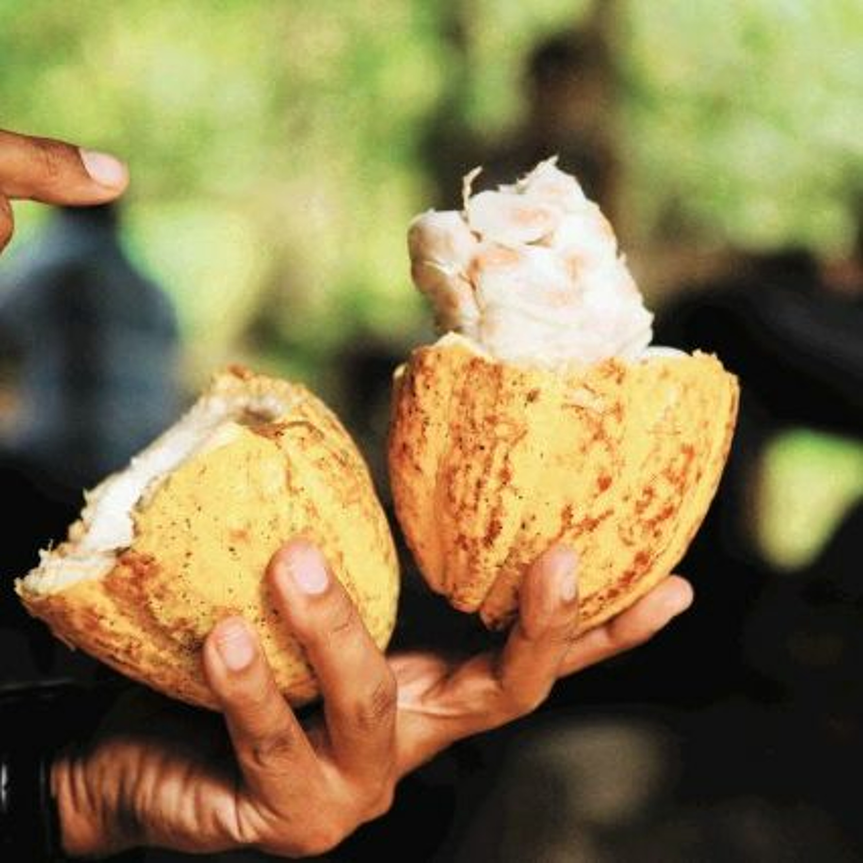 Oscar Brenes, gerente del Programa Nacional de Cacao del Ministerio de Agricultura y Ganadería episode artwork