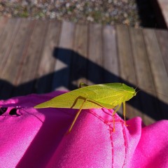 Perfect Team By Fat Bastard, Tum Tum (feat. Mike Jones)