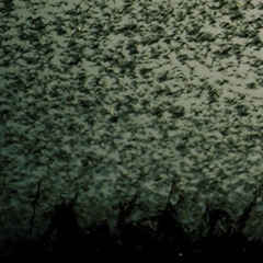 Gene Wong - PESTILENCE