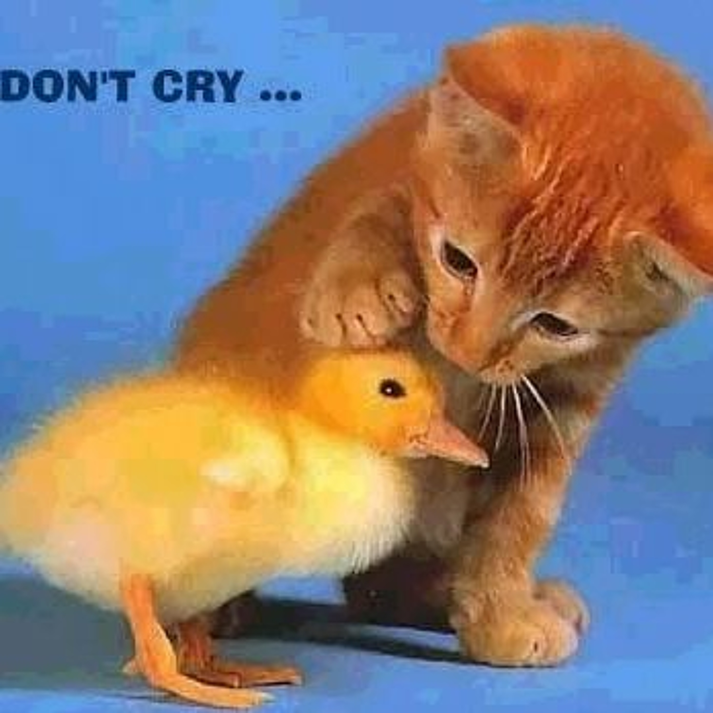 don't cry episode artwork
