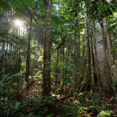 Australia's Tropical Rainforest - A Biodiversity Hotspot. Recorded at Lake Eacham, Queensland