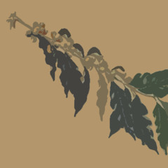 Humilis Opus 2 | "Robusta"