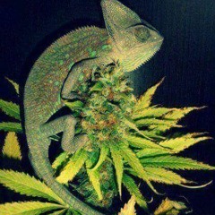 Wiz Khalifa - More And More