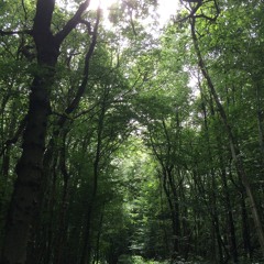 Cello Song (Nick Drake Cover)