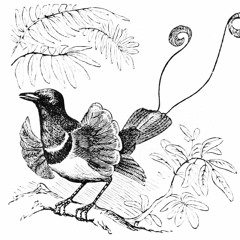 Bird of Paradise- 4 dances
