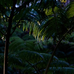 "Hawaii Forest 24h to 24m"