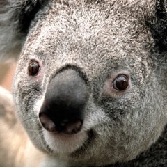 Bas - Amro - Chained