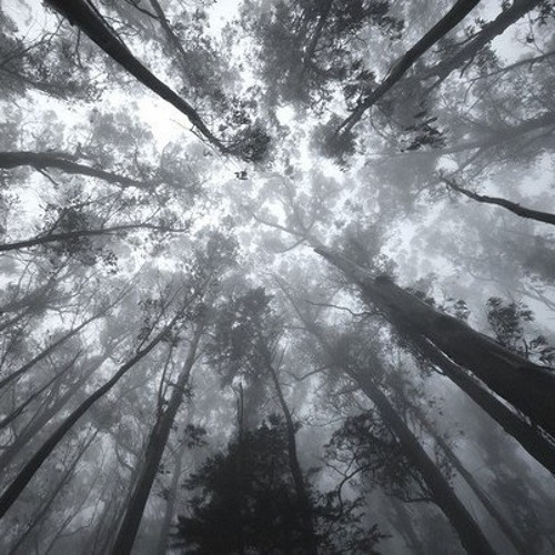 podval capella - forest