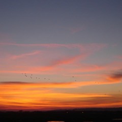 Gulls Roosting