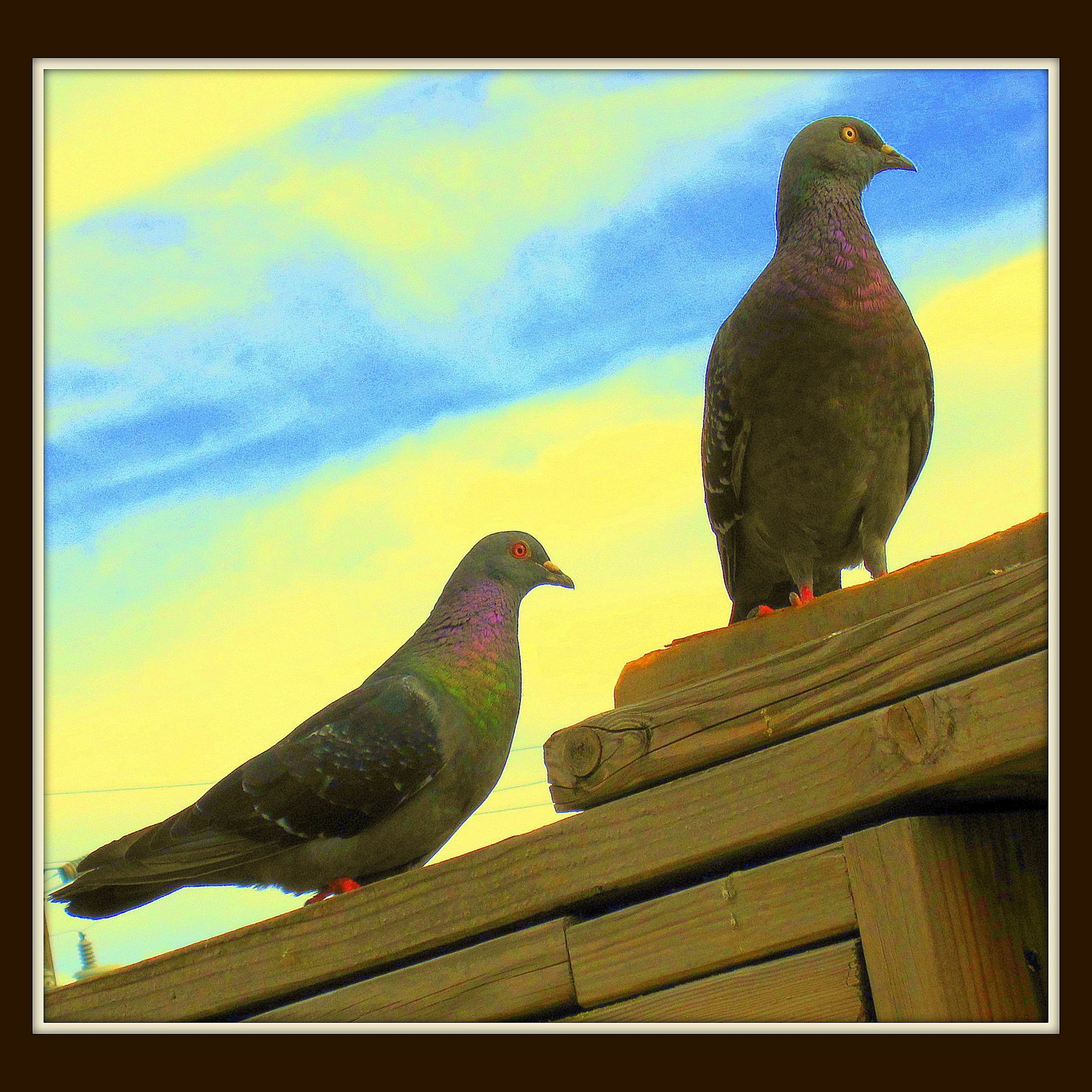 Bill Austin 1 / C.T.U