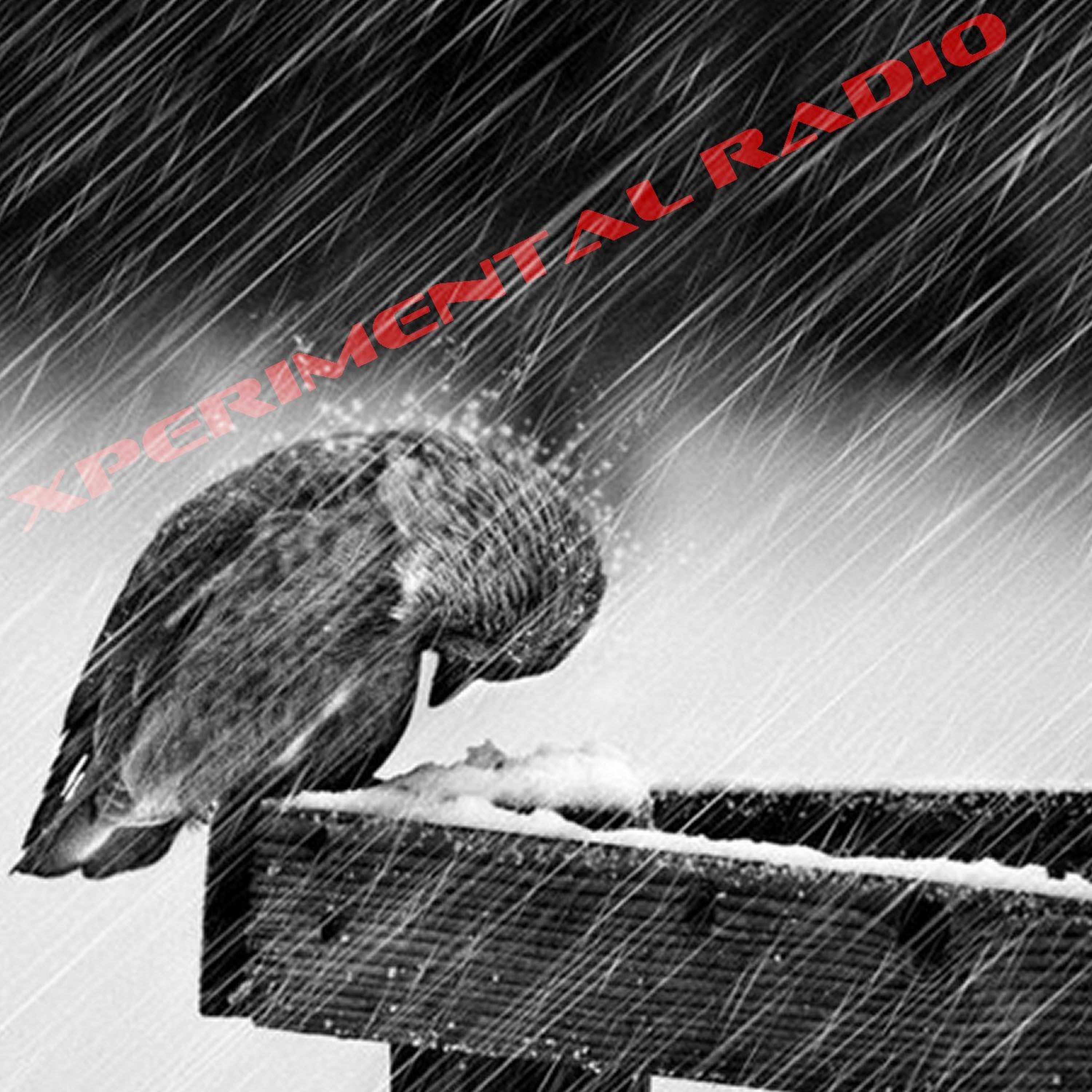 EXPERIMENTAL RADIO episode artwork