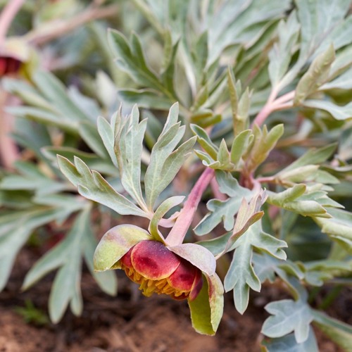 Five Phases of Plant Communion