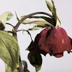 |Frost| Enamel |English Cover|