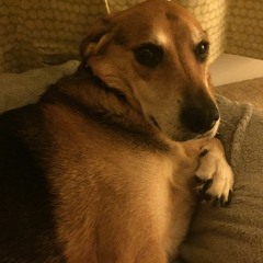 So Many Dogs (on the Beach) 23 May 2016