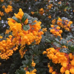 I Will Follow You Into The Dark(cover) MollyXJackson