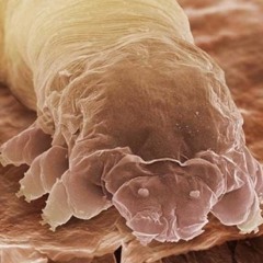 Draum$ýn - $má$já Cut#1