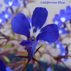 Calefornia Blue