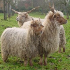 Live at the Czech center, Sofia