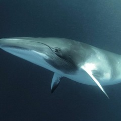A Whales Journey