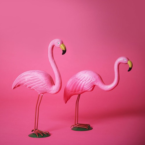 flamingo