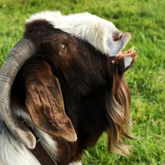 Live at Matrijarsjia, Zemun