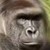 Artwork for mumbar - may our fallen brother harambe rest