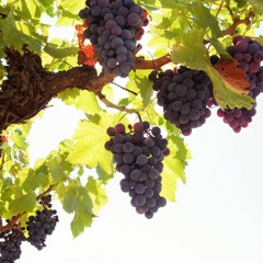 睚鲁的圣经世界 - 路加17