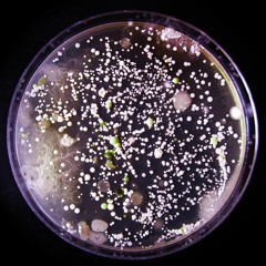 Sound made from Bacteria grown from Dust collected in Holy Places: Sydney Cathedral