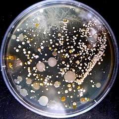 Sound made from Dust grown from Bacteria collected in Holy Places: Newtown Buddhist