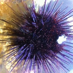 Married to the Sound (Batavia remix)