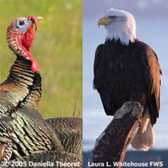 BIRDNOTE: July 4, 2016: National Symbol--Turkey vs. Eagle