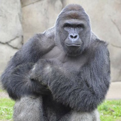 HARAMBE