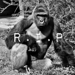 R.I.P. Harambe