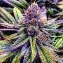 PURPLE ERBLE - LIMES X RYSHANK