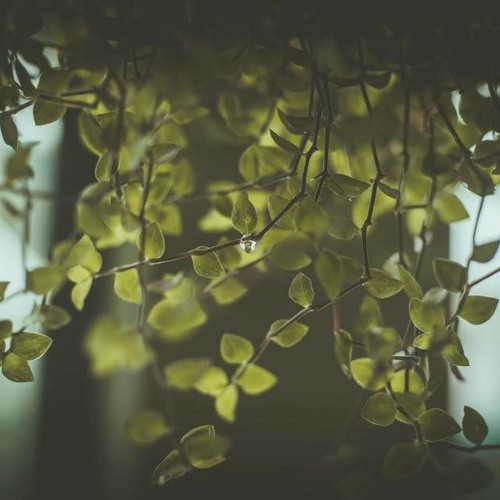 Ở trọ - Trịnh Công Sơn