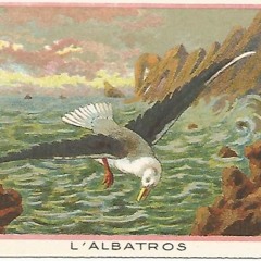L'albatros (Baudelaire)