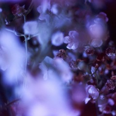 Hanna Benn- Where Springs Not Fail