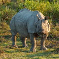 KAZIRANGA, OST