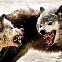 I'm a Wolf...(Zone & Ruckus)-2016