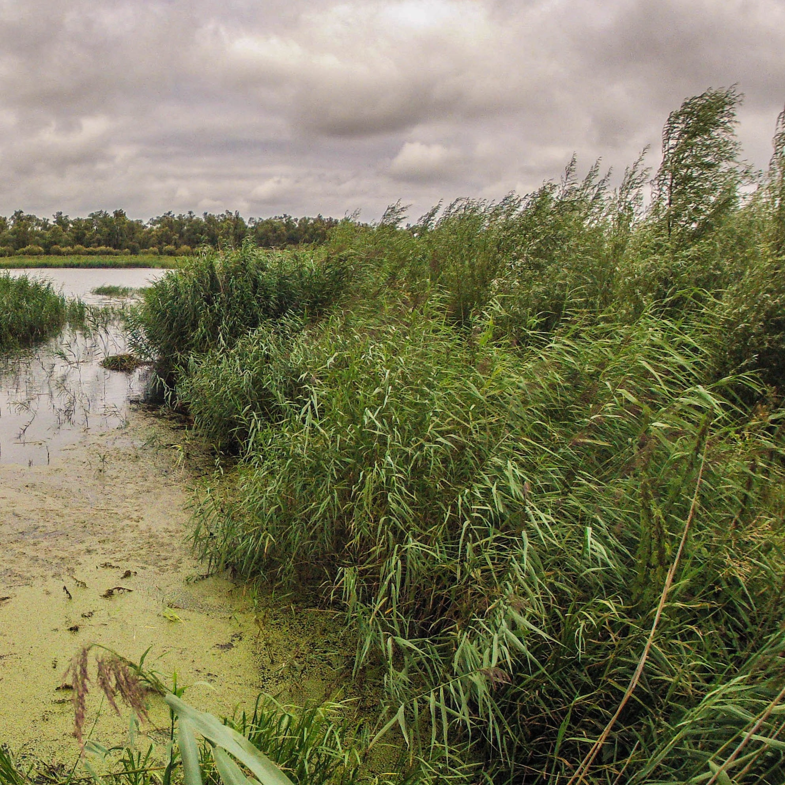 Field Recordings by Thijs Geritz