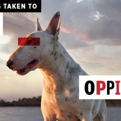 Tommy Gun @ Oppikoppi 2016