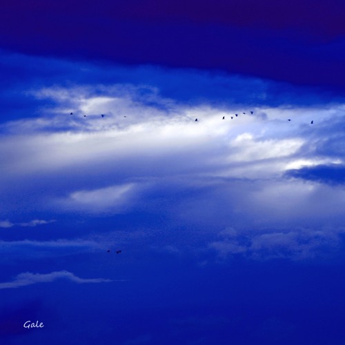 Gale