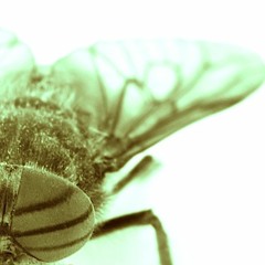 Scheisshausfliege_AstFx