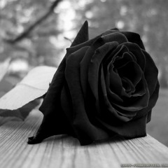 Black Rose