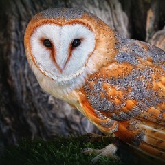 The Unconditionalist