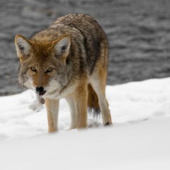 Coyote