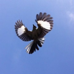 Hidden Track From Blackbird "Birds Eye View"