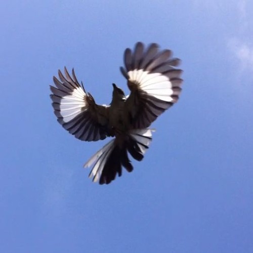 Hidden Track From Blackbird "Birds Eye View"
