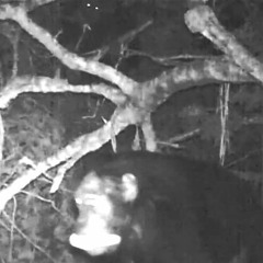 The Straight Story (Midnight Loop)